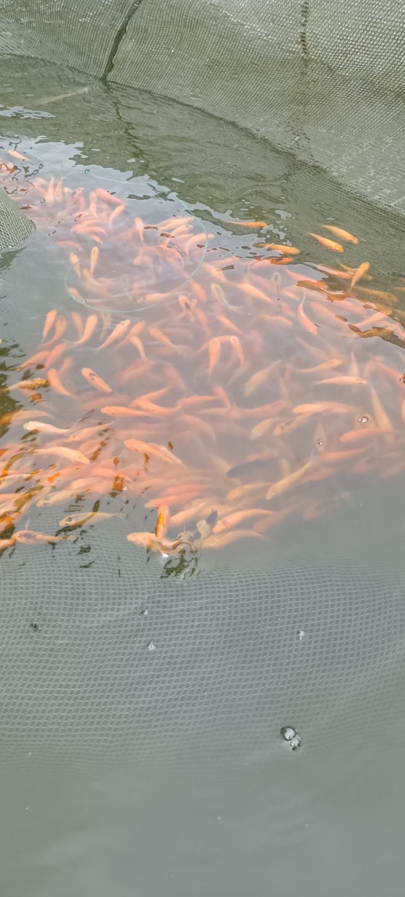 直供兴国红鲤鱼苗，红建鲤鱼苗，欢迎养殖订购选苗，品种均匀