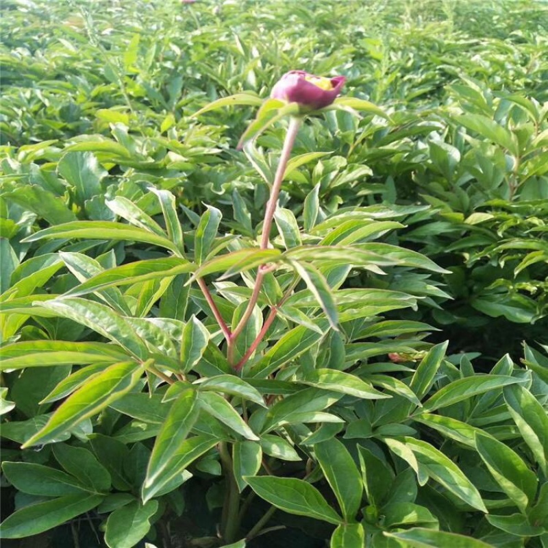 芍药批发四季芍药绿化芍药观赏芍药大型种植基地