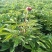 芍药批发四季芍药绿化芍药观赏芍药大型种植基地