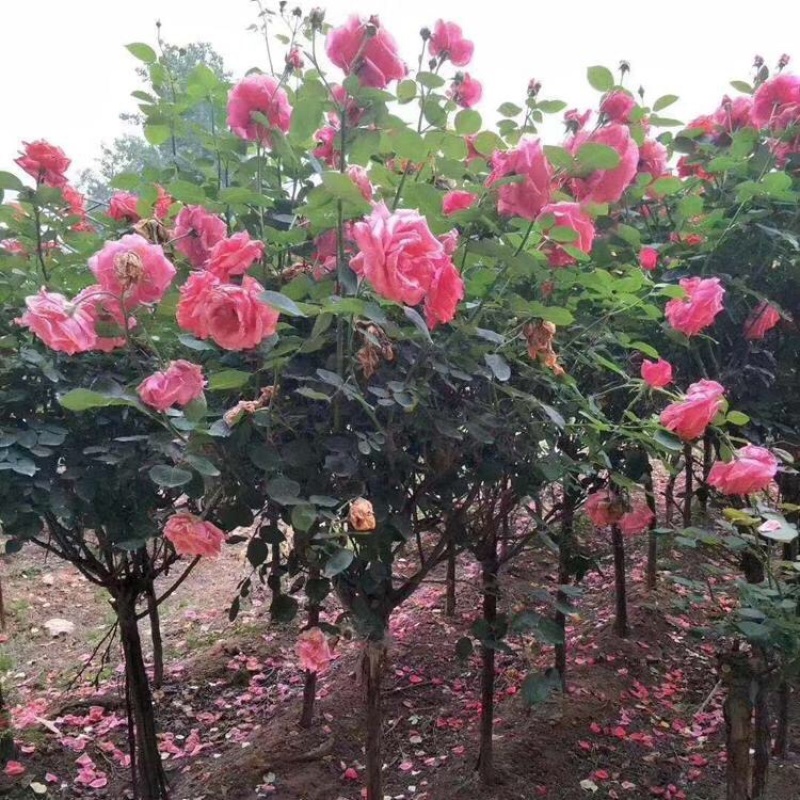 树状月季月季树批发3-6公分月季树树形月季产地供应