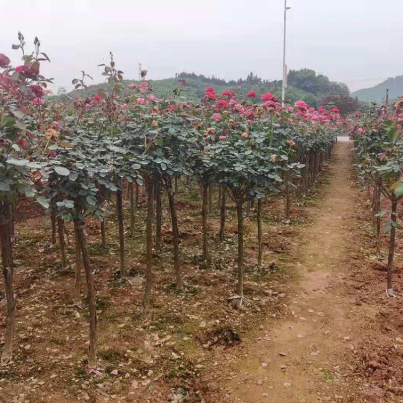 树状月季月季树批发3-6公分月季树树形月季产地供应