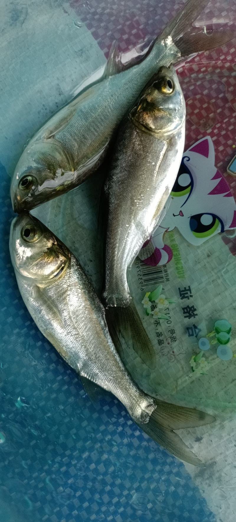 良种大头鱼苗，本水产鱼苗场地直销，望养殖户发展致富路