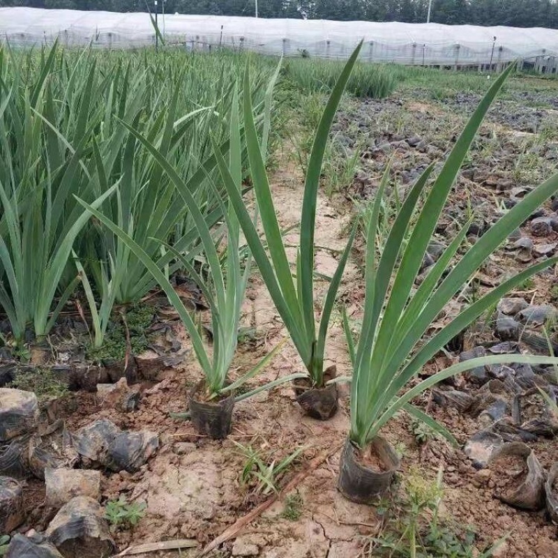 德国鸢尾，一手货源，产地直发，量大质优，大量供应