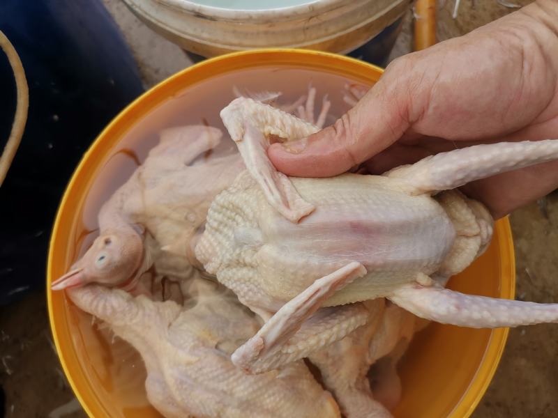 【纯粮食】白条鸽现杀现卖5两至9两任你选全场惊爆价
