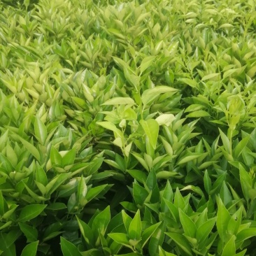 桂林果苗桂林夏橙苗桂林树苗
