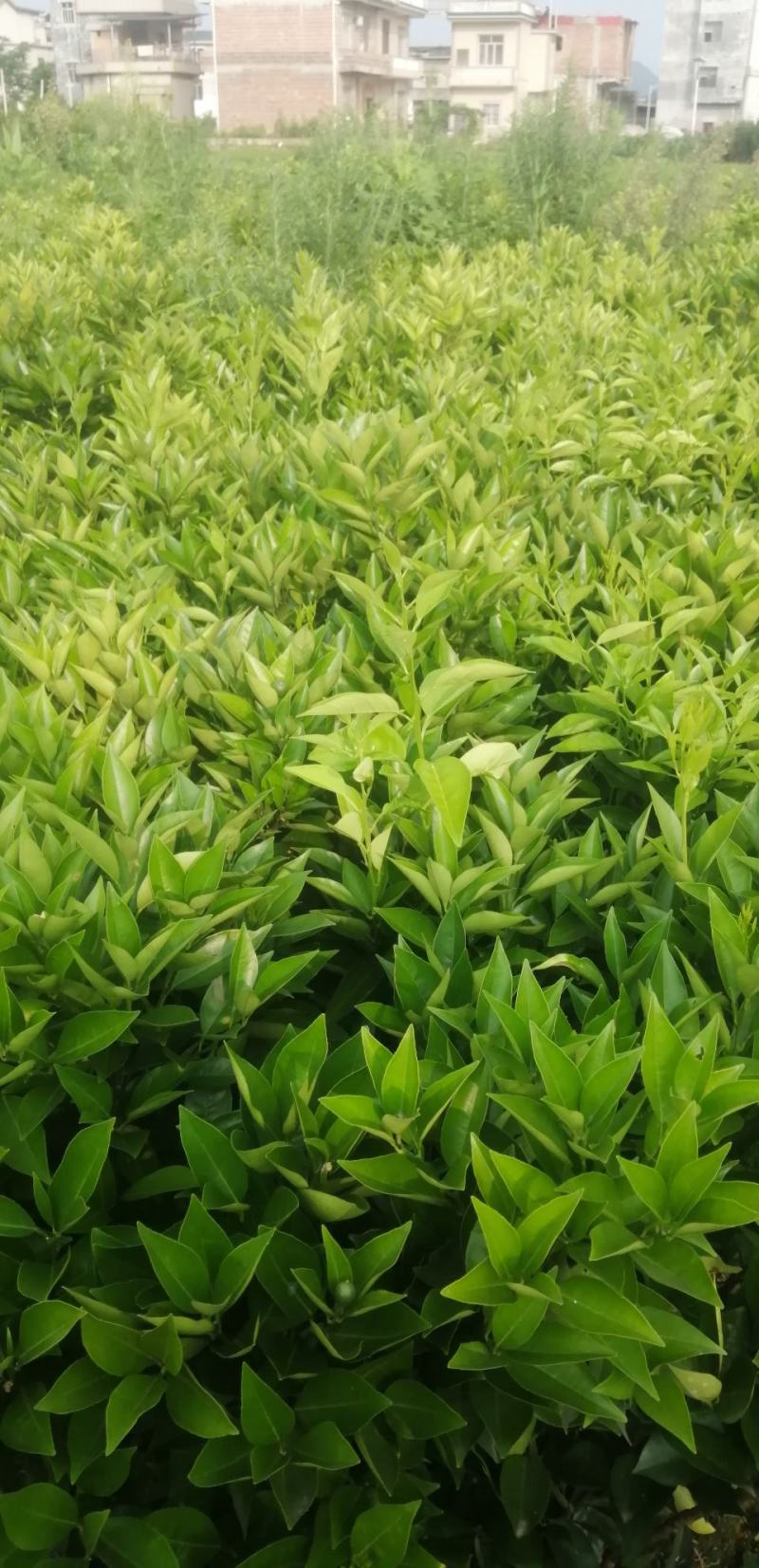 桂林果苗桂林夏橙苗桂林树苗