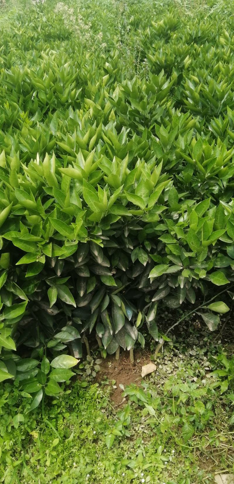 桂林果苗桂林夏橙苗桂林树苗