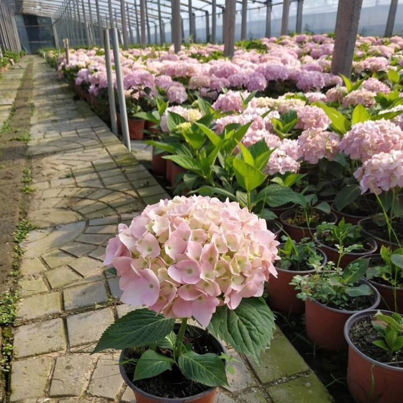 无尽夏绣球批发八仙花种植基地绿化用木绣球