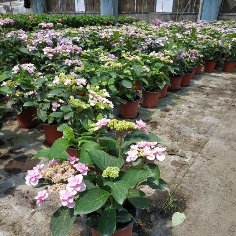 无尽夏绣球批发八仙花种植基地绿化用木绣球