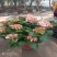 无尽夏绣球批发八仙花种植基地绿化用木绣球