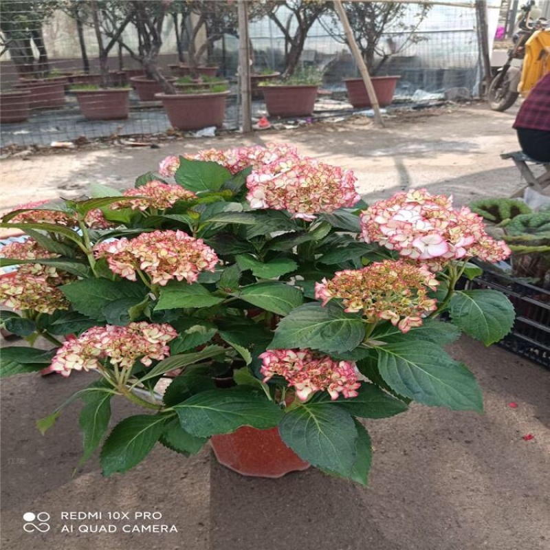 无尽夏绣球批发八仙花种植基地绿化用木绣球
