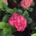 无尽夏绣球批发八仙花种植基地绿化用木绣球