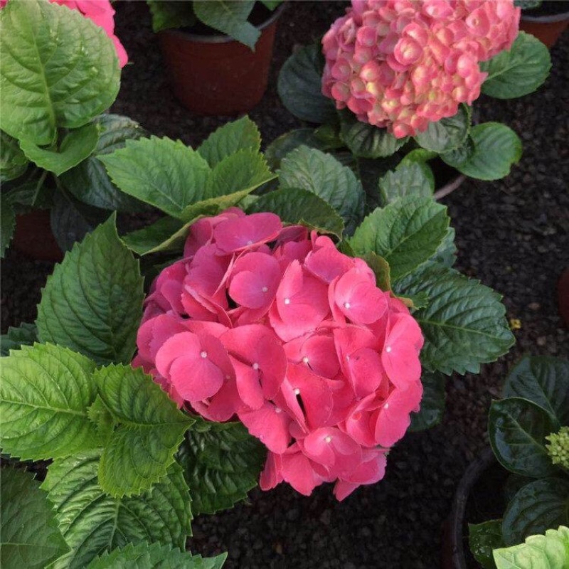 无尽夏绣球批发八仙花种植基地绿化用木绣球
