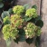 无尽夏绣球批发八仙花种植基地绿化用木绣球