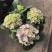 无尽夏绣球批发八仙花种植基地绿化用木绣球