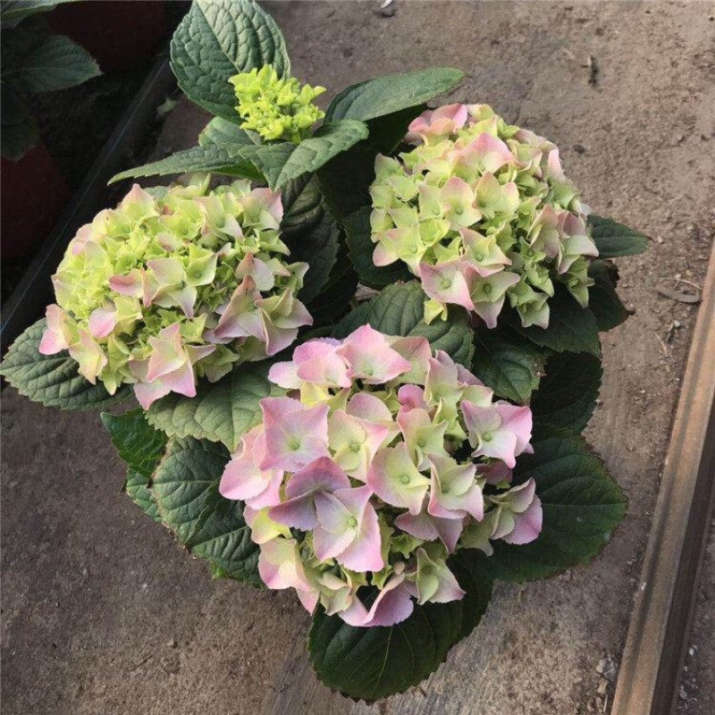 无尽夏绣球批发八仙花种植基地绿化用木绣球