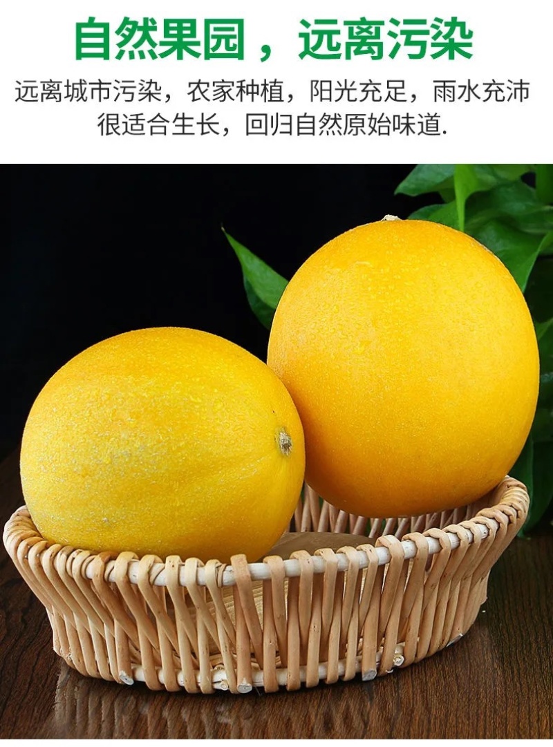 甘肃民勤沙漠黄河蜜