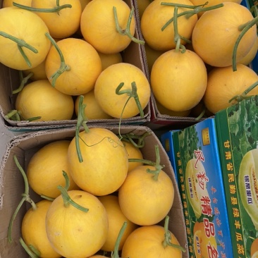 甘肃民勤沙漠黄河蜜