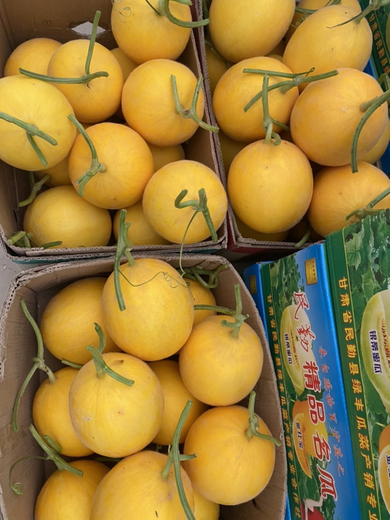 甘肃民勤沙漠黄河蜜
