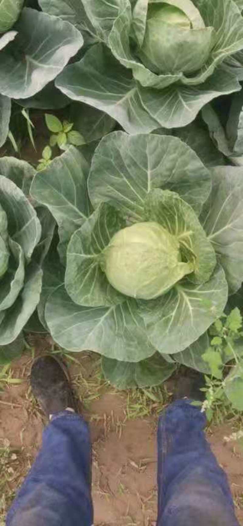 河北深州甘兰菜，中甘21绿色无公害蔬菜，大量供应长期有货