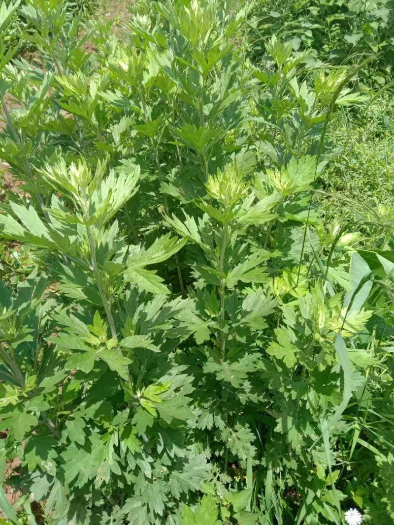 艾草水菖蒲四川陈艾菖蒲端午节专用欢迎订购。。。