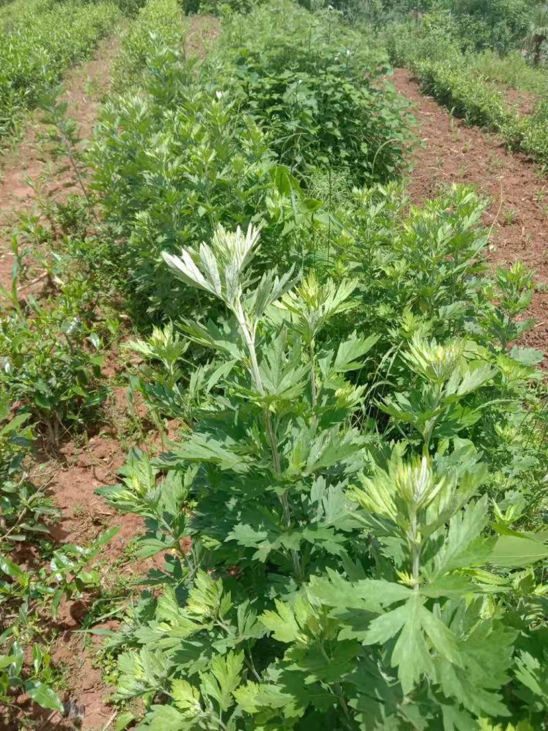 艾草水菖蒲四川陈艾菖蒲端午节专用欢迎订购。。。