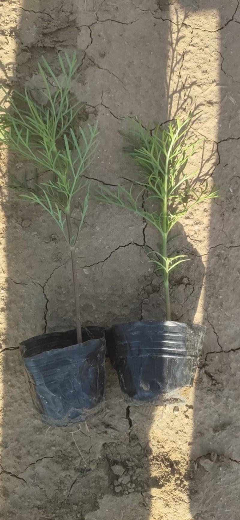 波斯菊波斯菊基地常年供应花开多色
