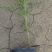 波斯菊波斯菊基地常年供应花开多色