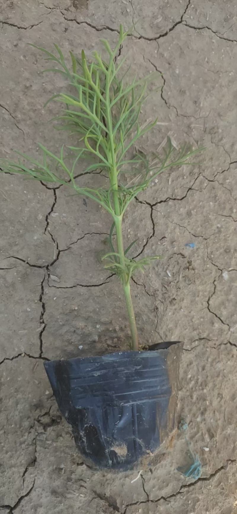 波斯菊波斯菊基地常年供应花开多色