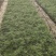 波斯菊波斯菊基地常年供应花开多色