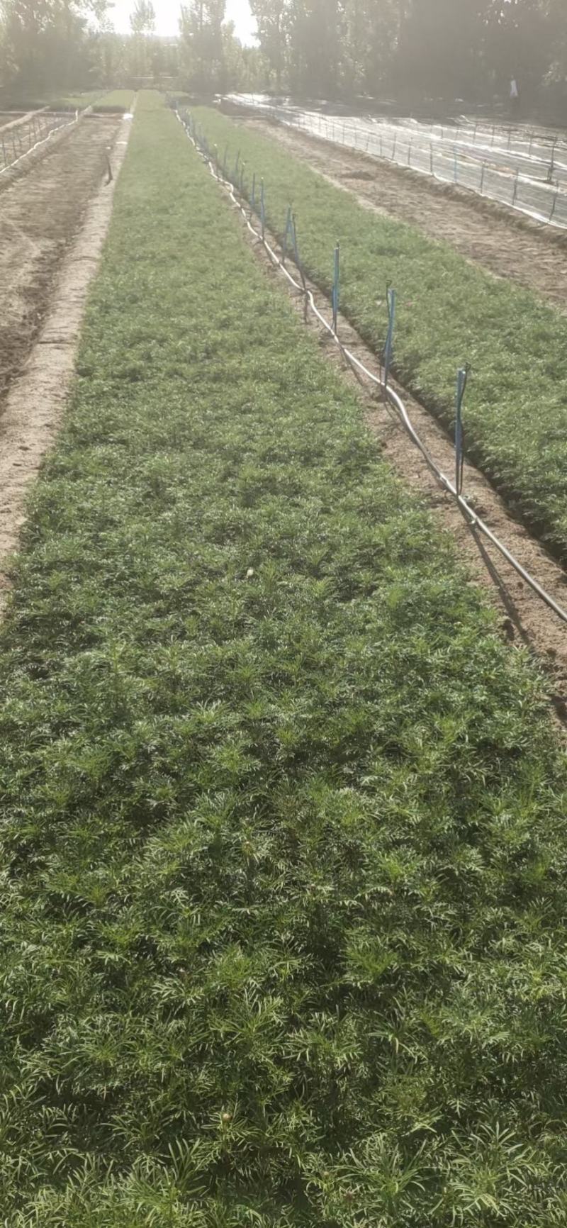 波斯菊波斯菊基地常年供应花开多色