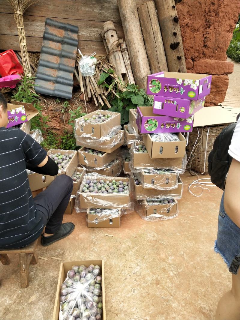 五月脆，一手货源，欢迎电商，批发商，一件代发，越南果