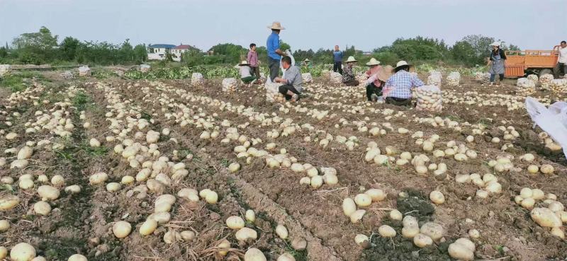 【精选】沃土5号河北土豆精品土豆产地现货代发全国！