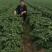 【精选】沃土5号河北土豆精品土豆产地现货代发全国！