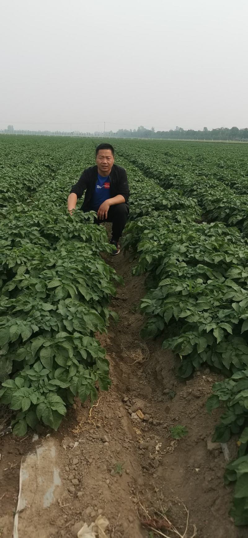 【精选】沃土5号河北土豆精品土豆产地现货代发全国！