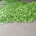 我们经营青茄子大量共应