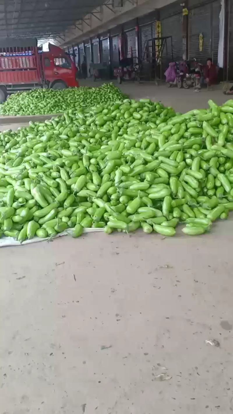 我们经营青茄子大量共应