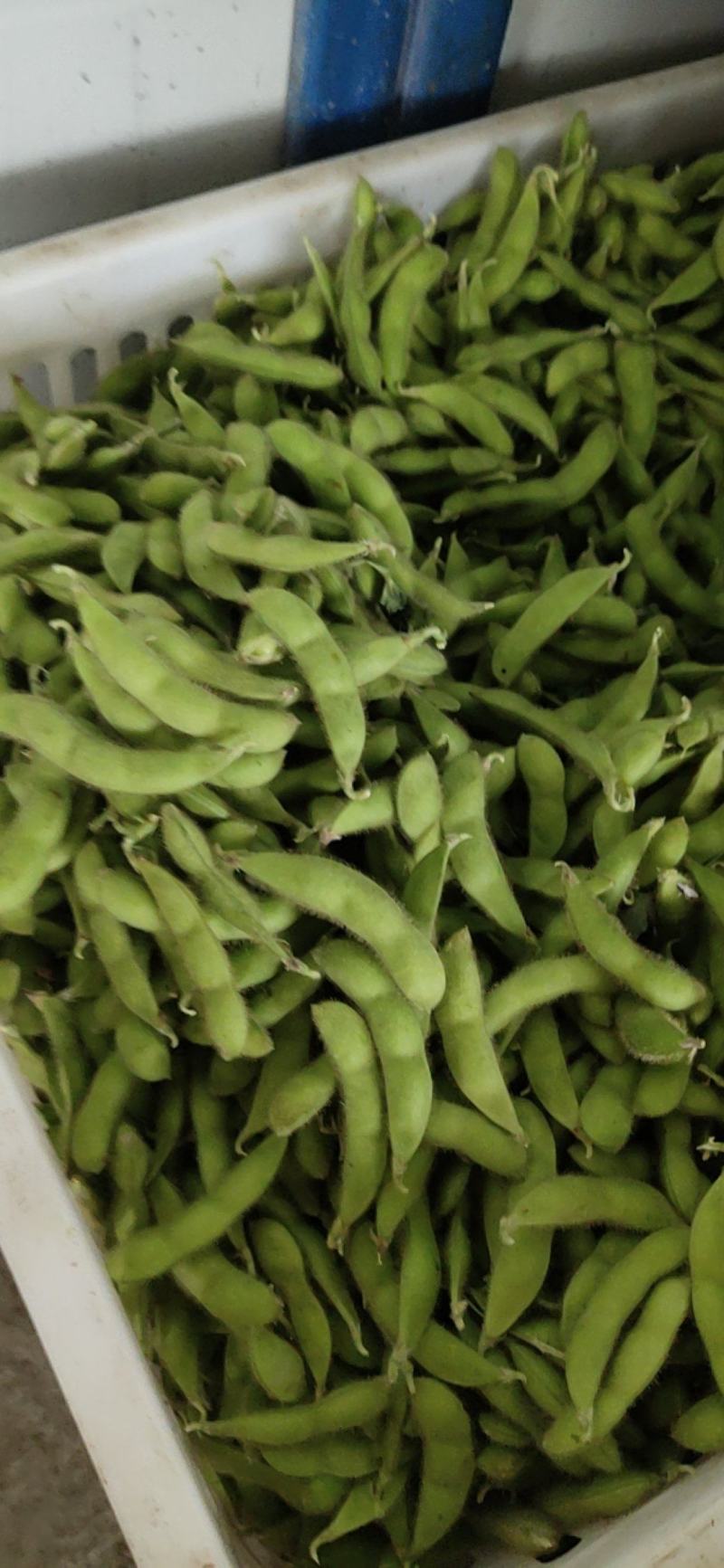 精品大毛豆色香味俱全
