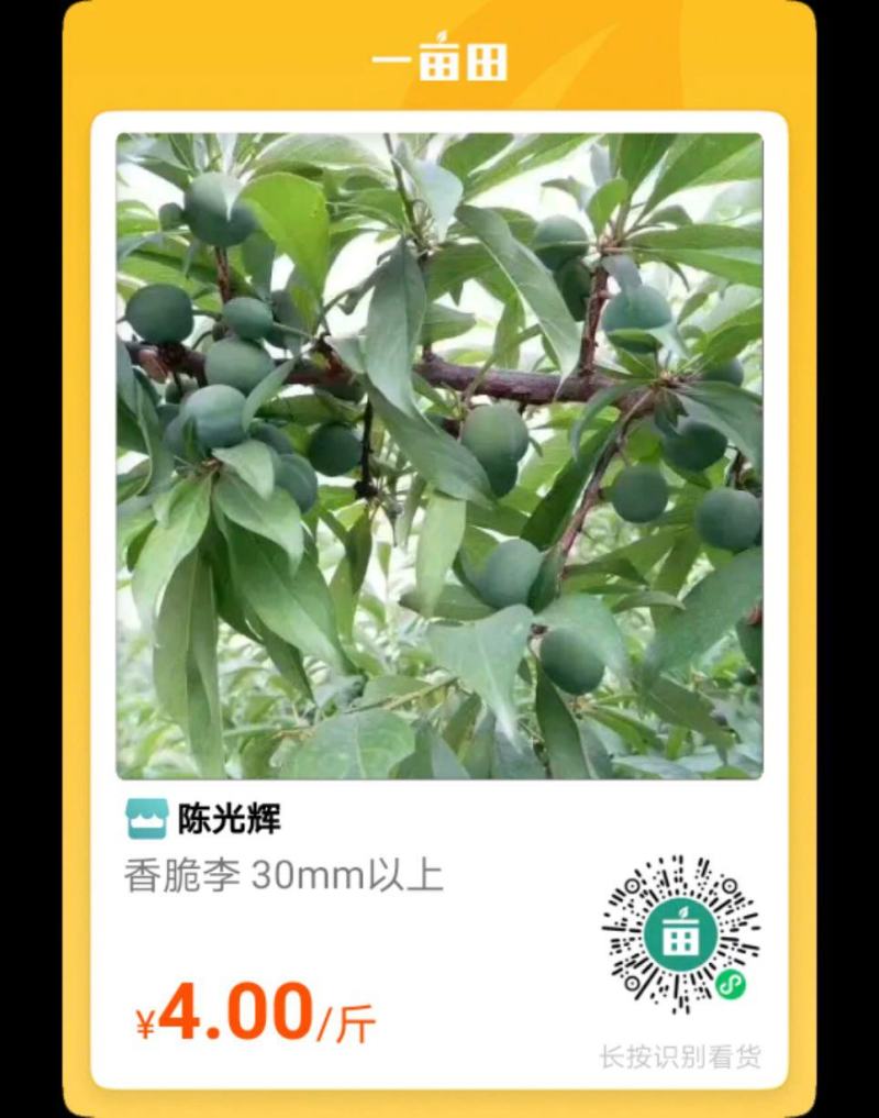 李子