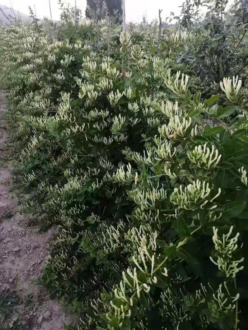 中药材金银花