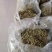 中药材金银花