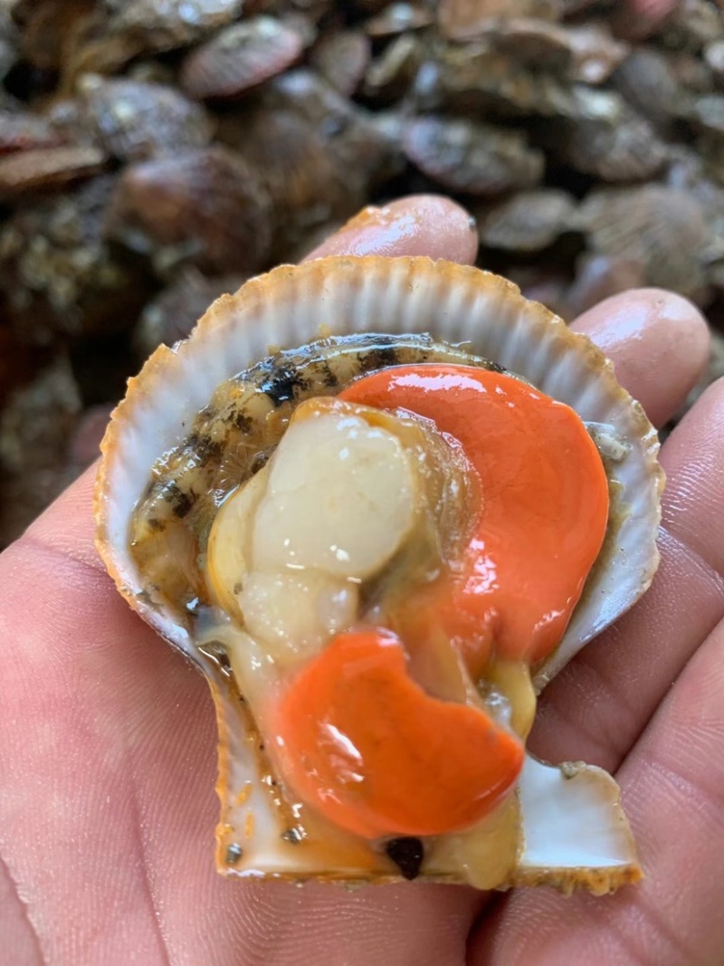 【推荐】鲜活扇贝栉孔贝带黄刺贝保活发货自助餐饮食材