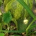 花蕾有货了