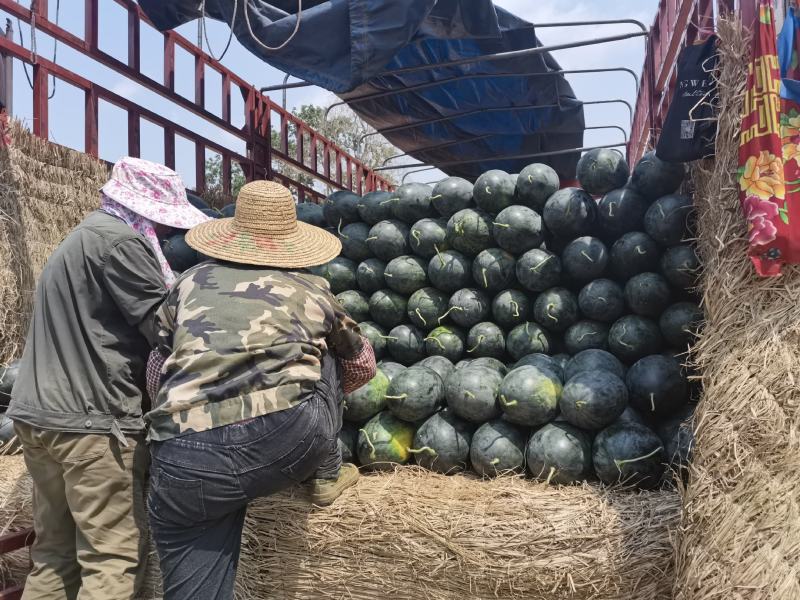 黑美人西瓜原产地直发货源充足10年代办团队可整车代发