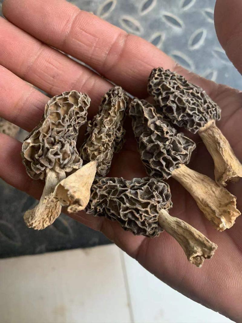 羊肚菌野生货实物拍摄自己下乡收一手货源各种规格