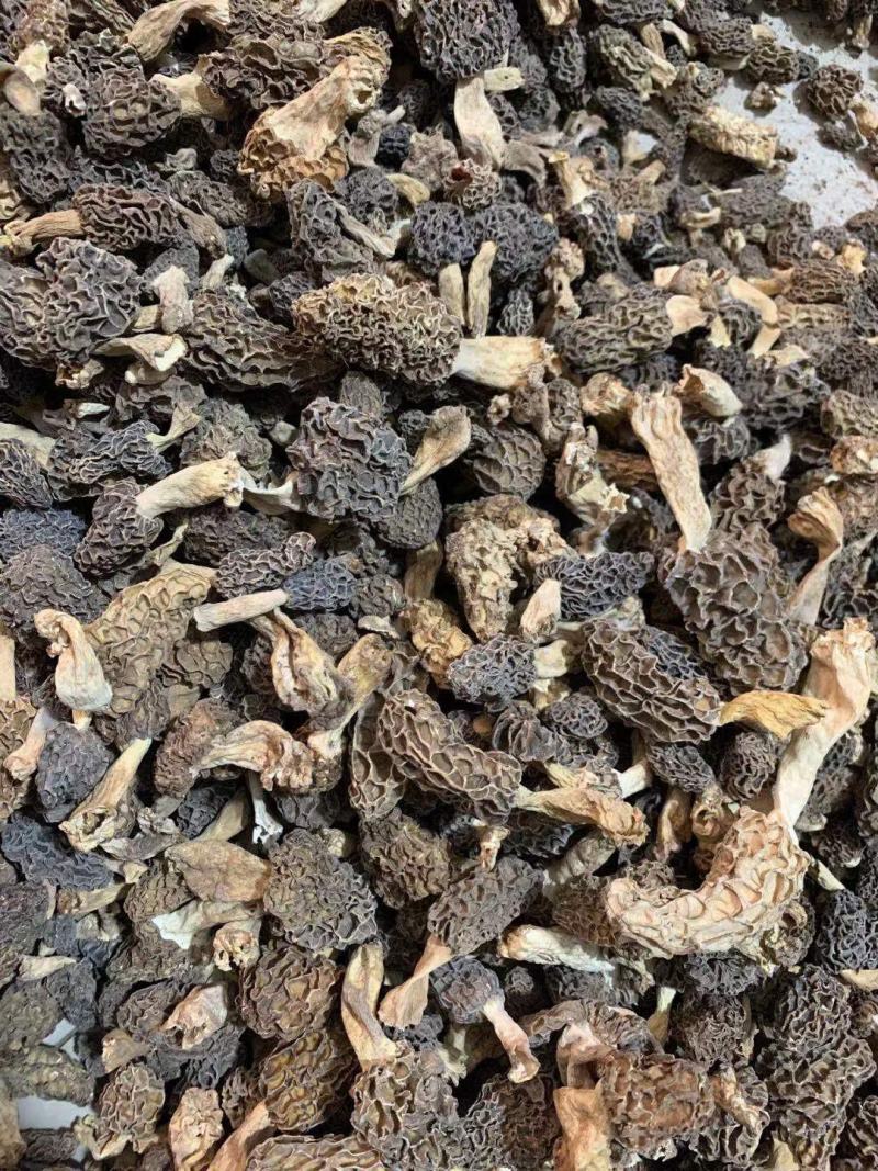 羊肚菌野生货实物拍摄自己下乡收一手货源各种规格