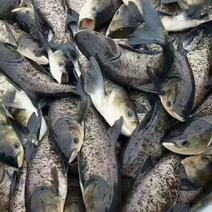 供应优质鱼苗，鲢鱼产地直销，量大优先欢迎采购