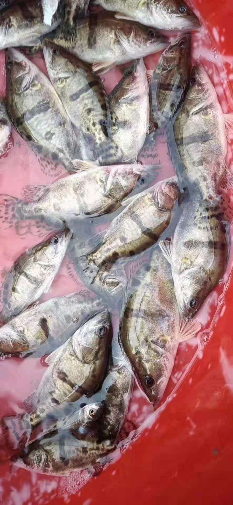 供应优质鱼苗，鲢鱼产地直销，量大优先欢迎采购