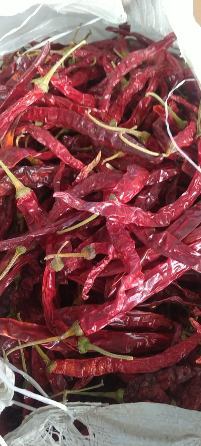 贵州毕节土特产大方本地二荆条香辣炒菜火锅烧烤配料