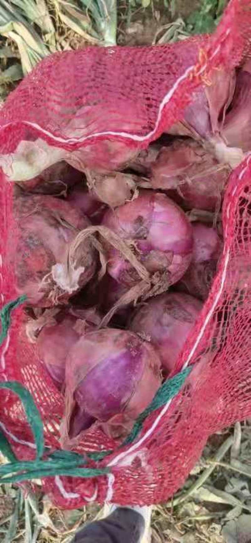 二百亩洋大量上市，产地直供对接全国市场，超市，食品厂